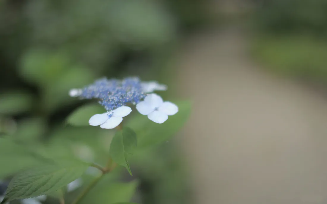 2k壁纸｜蓝白小花绿叶 自然清新 - 小清新花卉背景「哲风壁纸」