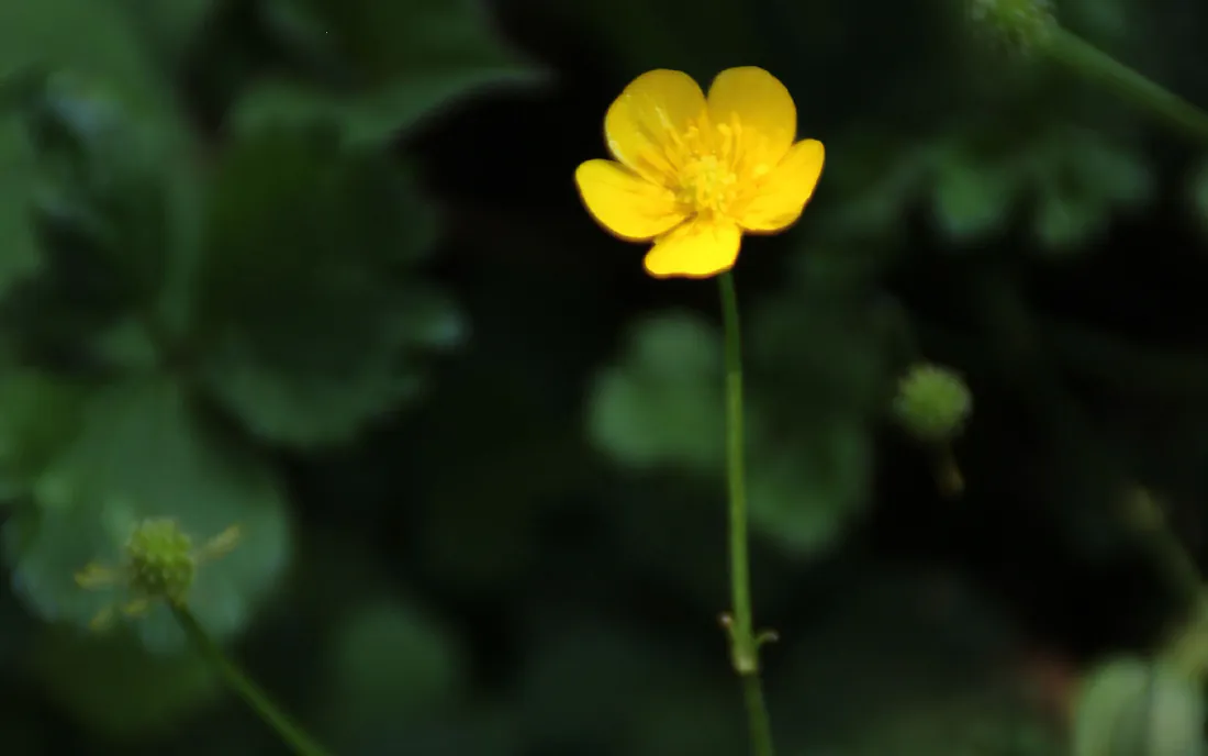 2k壁纸｜小清新黄色小花 虚化绿叶自然背景图片 - 治愈自然花卉写真「哲风壁纸」