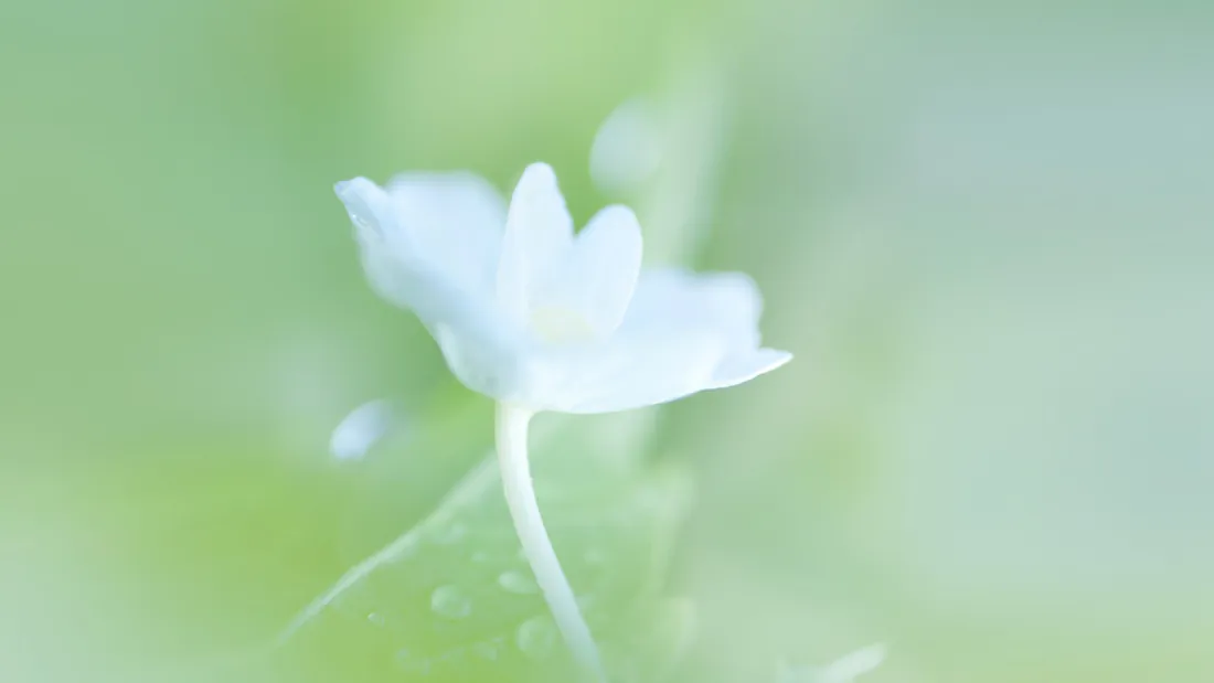 2k壁纸｜白色小花背景图片 - 清新模糊绿色自然「哲风壁纸」