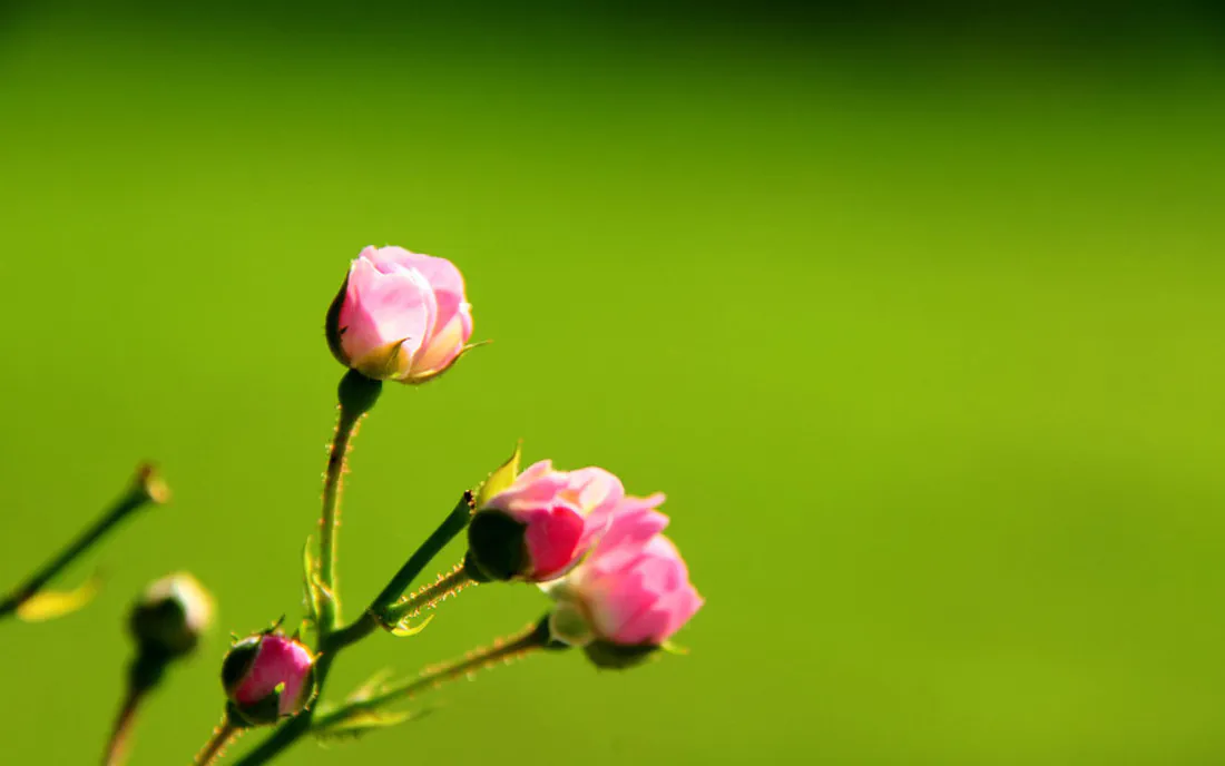 2k壁纸｜粉色蔷薇花苞背景图片 - 清新绿色自然植物「哲风壁纸」