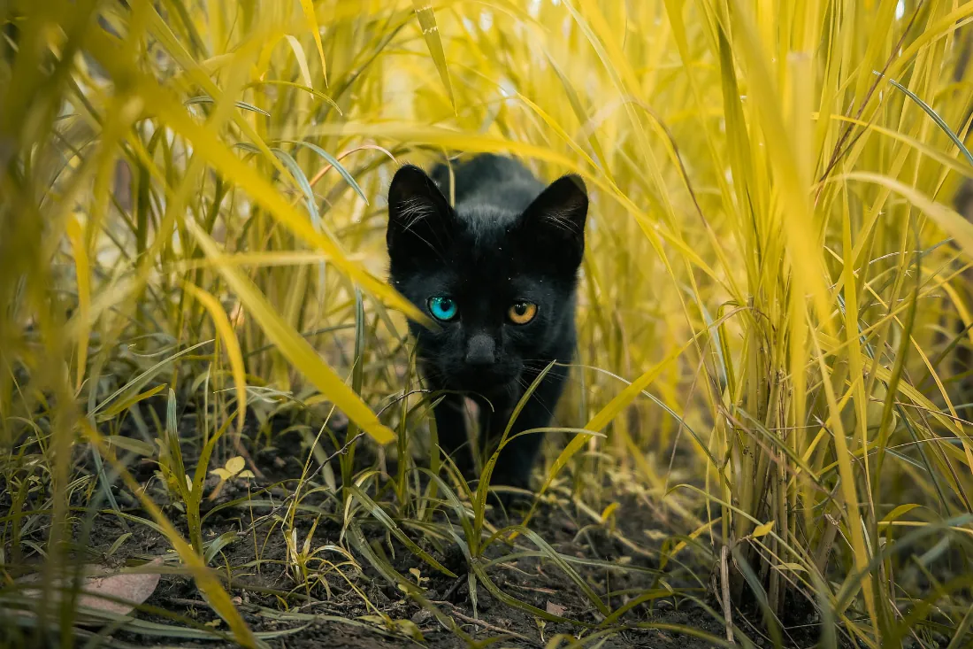 2k壁纸｜黑猫异瞳草丛 - 秋日自然风景背景图片「哲风壁纸」