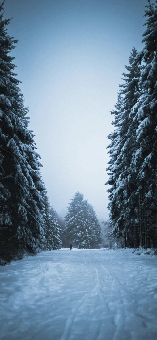手机壁纸｜冬日雪后针叶林雪景道路背景图片 - 手机适配「哲风壁纸」