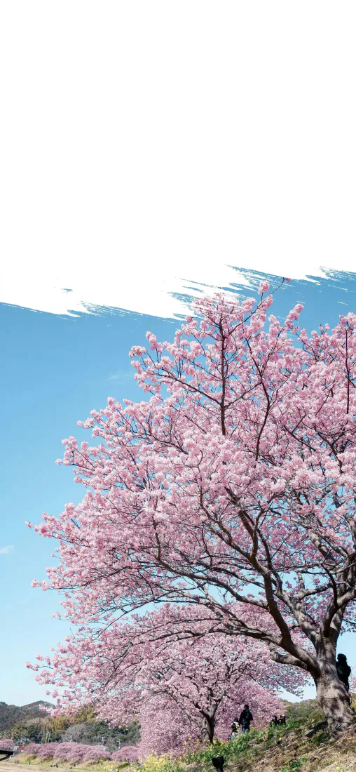 手机壁纸｜粉色樱花树春日蓝天背景图片 - 自然风景「哲风壁纸」