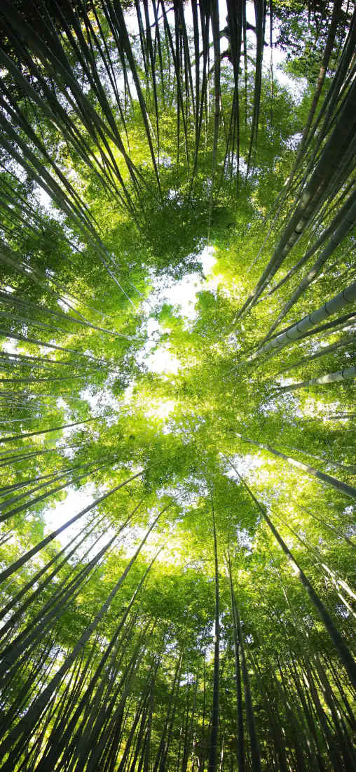 竹林手机壁纸｜仰拍绿色竹林透光天空背景图片 - 自然风景「哲风壁纸」