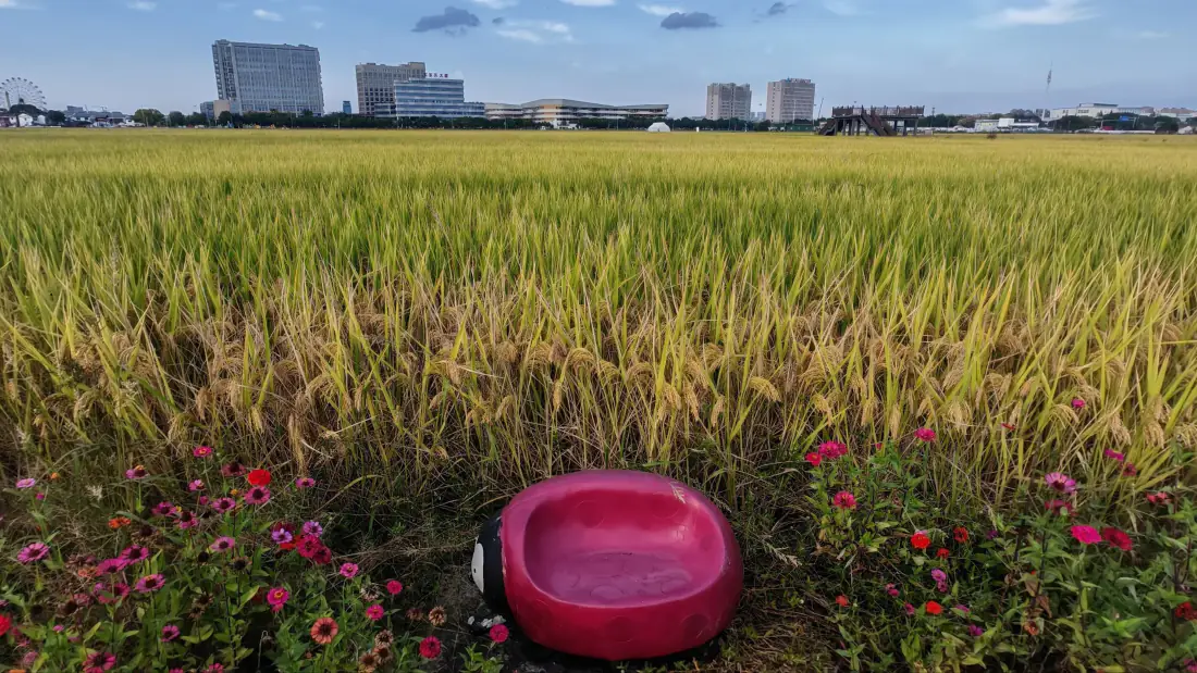 3k壁纸｜稻谷稻田背景图片 - 金黄稻田城市远景「哲风壁纸」