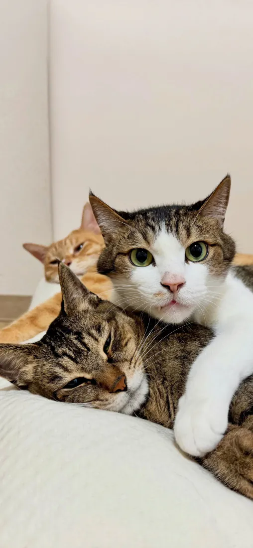 猫咪手机壁纸|三只叠叠猫可爱治愈室内背景图片「哲风壁纸」 猫咪手机壁纸|三只叠叠猫可爱治愈室内背景图片「哲风壁纸」