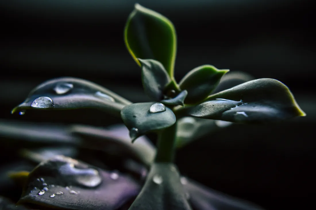 6k壁纸|背景图片 - 带水珠的绿色植物微距特写「哲风壁纸」 6k壁纸|背景图片 - 带水珠的绿色植物微距特写「哲风壁纸」