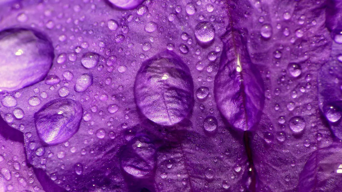 3k壁纸｜紫色花瓣水珠微距背景图片 - 特写自然纹理「哲风壁纸」
