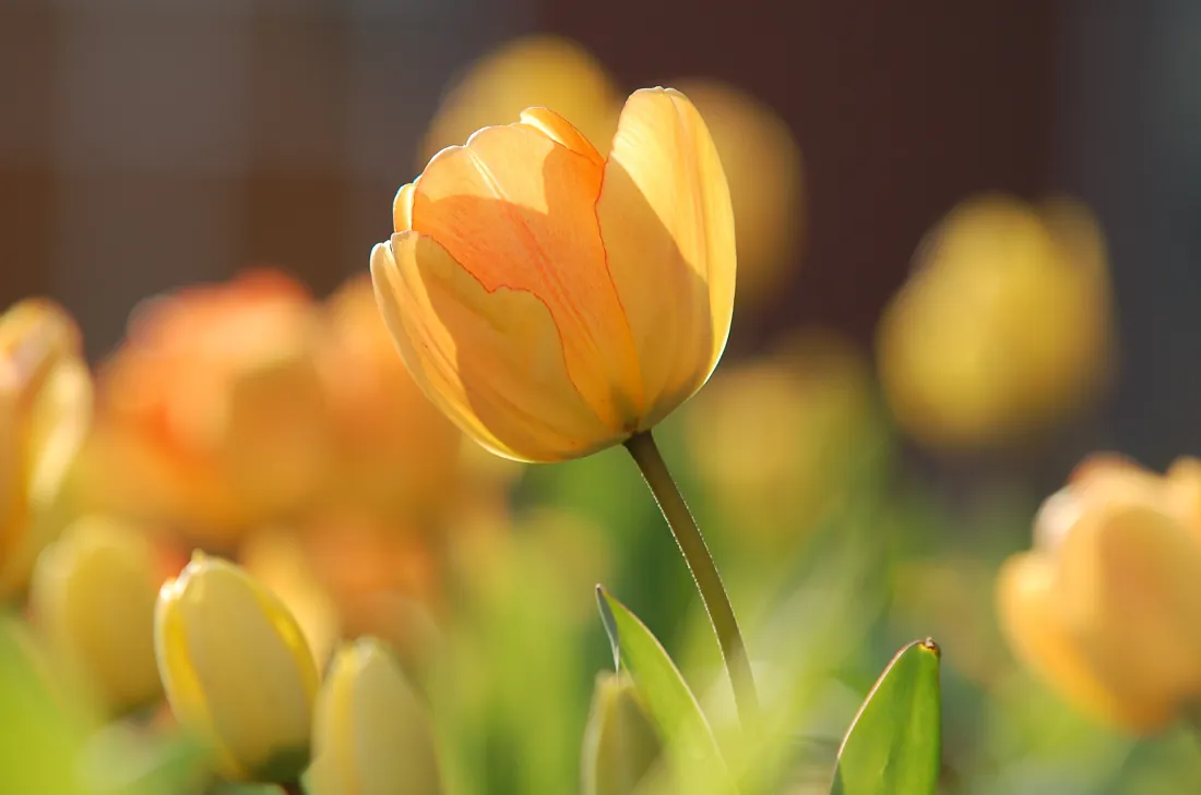 2k花壁纸｜黄色郁金香背景图片 - 虚化特写「哲风壁纸」