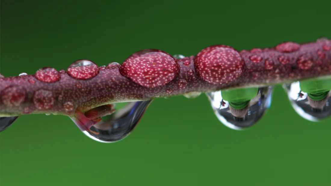 2k壁纸｜水珠背景图片 - 紫红色细枝上的晶莹水珠微距特写「哲风壁纸」