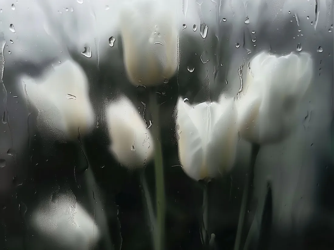 5k壁纸|HH雨景白色郁金香背景图片 - 朦胧雨天玻璃水珠花束「哲风壁纸」 5k壁纸|HH雨景白色郁金香背景图片 - 朦胧雨天玻璃水珠花束「哲风壁纸」