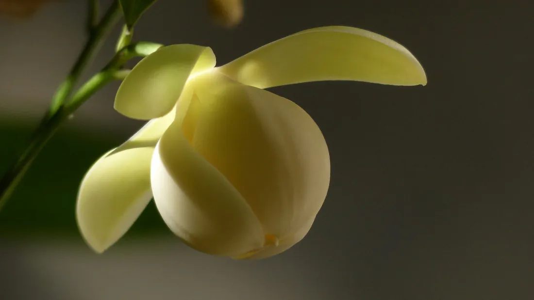2k奶黄色兰花壁纸｜柔焦光影虚化背景图片 - 静谧治愈花卉特写「哲风壁纸」