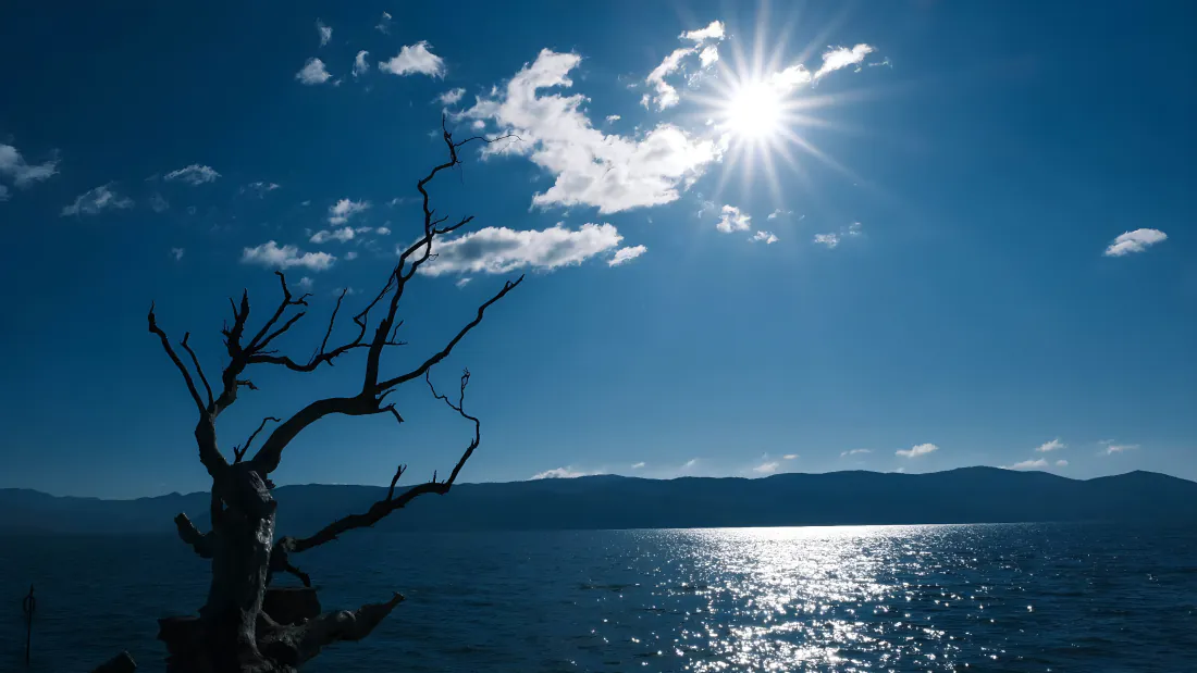 4k碧海蓝天枯树剪影壁纸｜阳光粼粼海面背景图片 - 澄澈晴日远山「哲风壁纸」