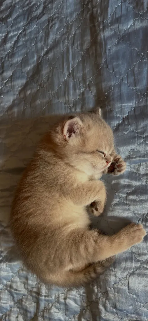 小猫咪手机壁纸｜奶橘幼猫蜷睡背景图片 - 治愈温馨萌态「哲风壁纸」