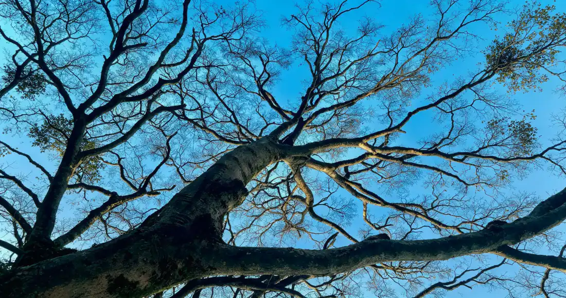 3k仰拍枯树壁纸｜蓝天枝桠剪影背景图片 - 清透自然「哲风壁纸」