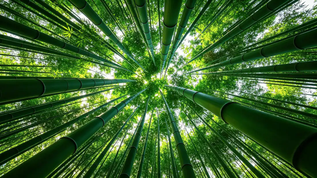 3k竹林壁纸｜仰拍翠绿竹林背景图片 - 清新自然「哲风壁纸」