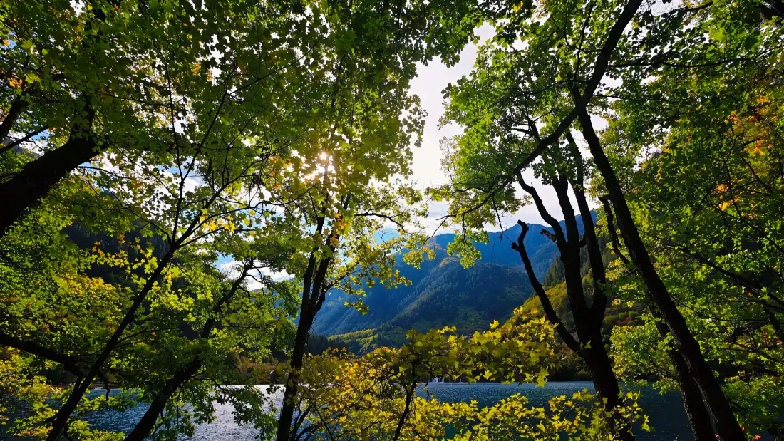 2k自然风景壁纸｜河畔绿树远山背景图片 - 清新林间风光「哲风壁纸」