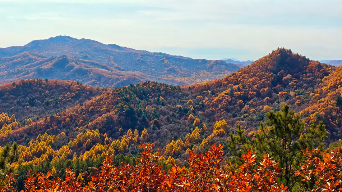 3k秋日山林壁纸｜层叠远山秋林背景图片 - 壮阔秋景「哲风壁纸」