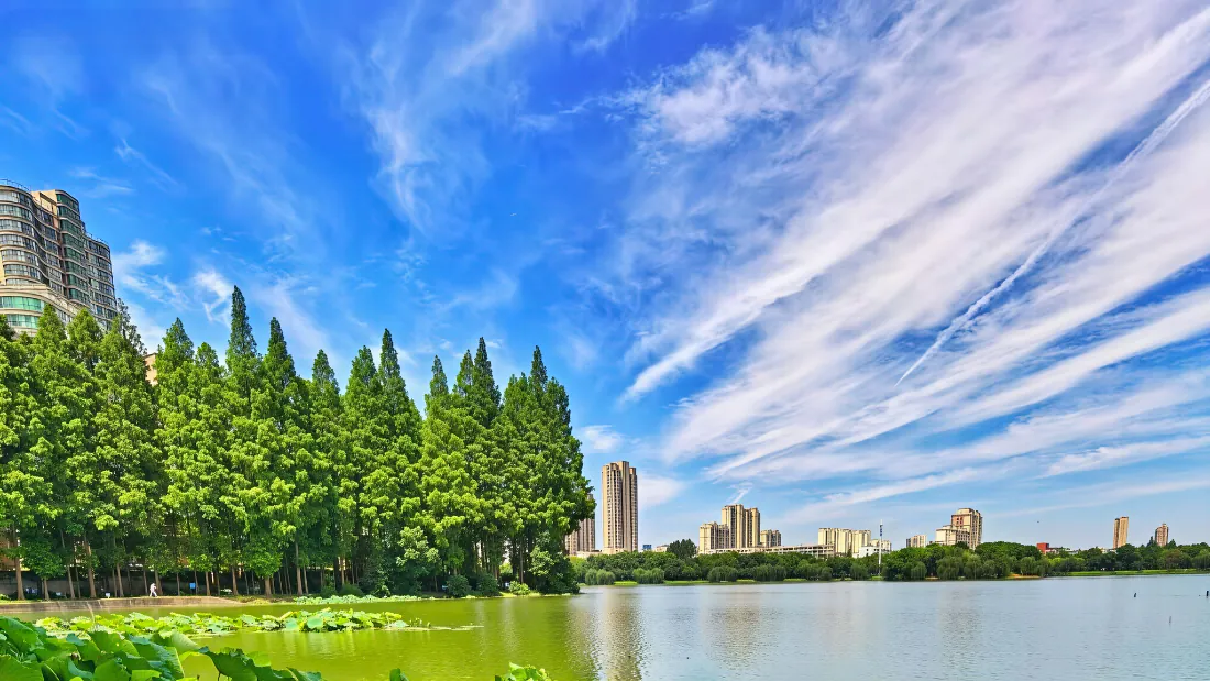 2k湖景壁纸|湖畔树林城市天际线背景图片 - 清新夏日风光「哲风壁纸」 夏日湖畔,水杉林沿湖岸生长,荷叶浮于水面,远处城市高楼林立,蓝天白云舒展。