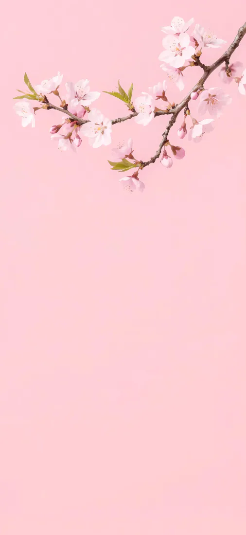 浅粉色纯色背景上，一枝带白色樱花与嫩绿新叶的花枝斜伸于画面上方。