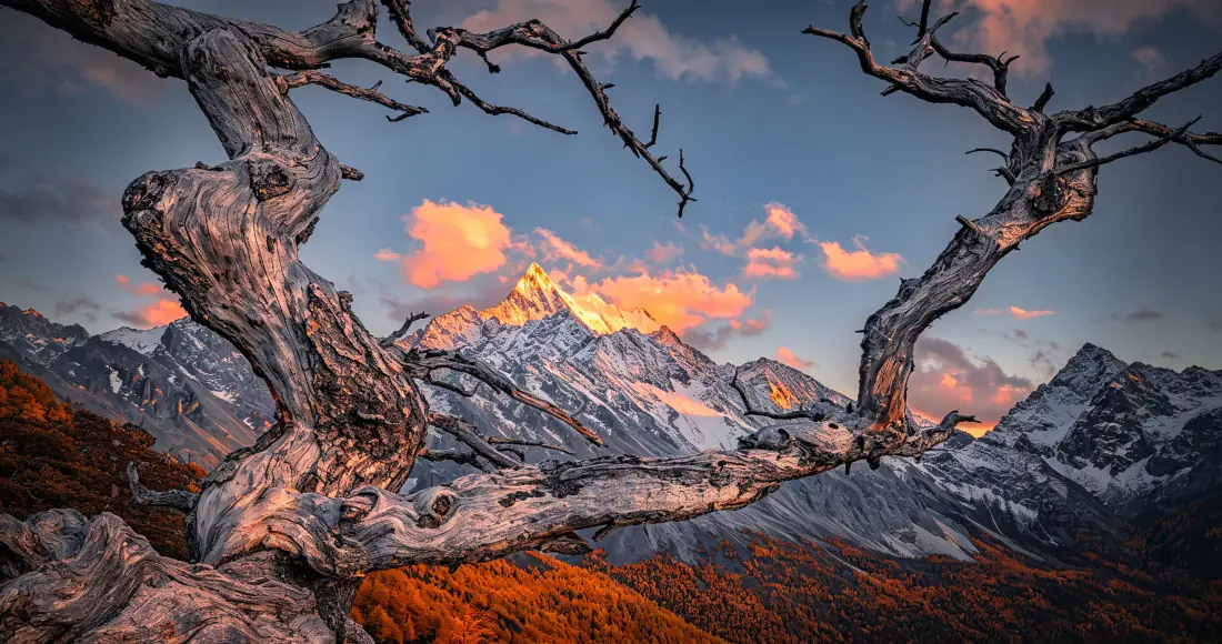 前景枯树框住被夕阳染金的雪山，橙红云霞点缀蓝天，秋林铺展山谷