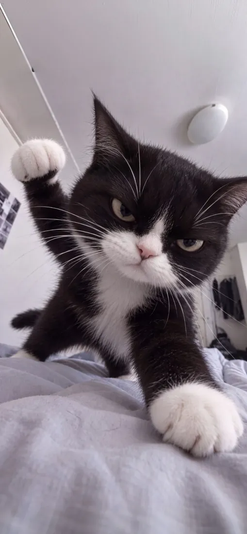 黑白奶牛猫在浅灰色床品上抬起一只前爪，表情严肃俏皮。