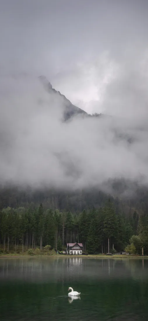 雾霭笼罩的山林湖畔，一只白天鹅游在平静湖面，岸边坐落着小屋。