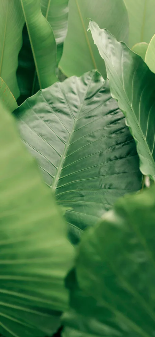 多片鲜绿色阔叶层层叠叠，前景叶片虚化，中景叶片叶脉纹理清晰。